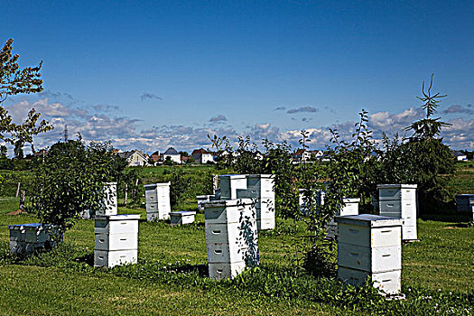 蜂蜜,产生,蜂巢,蜂场,农场,魁北克,加拿大