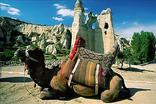 侧面,骆驼,坐,靠近,博物馆,户外,卡帕多西亚,土耳其