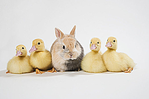 四个,小鸭子,兔子,棚拍