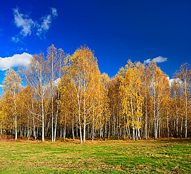 桦树,树林,满,秋天,靠近,萨克森安哈尔特,德国
