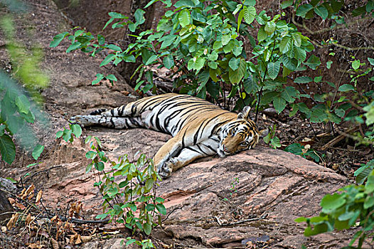 孟加拉虎,虎,女性,休息,班德哈维夫国家公园,印度
