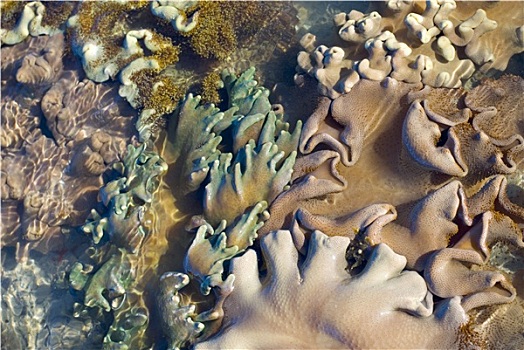 软珊瑚,种类