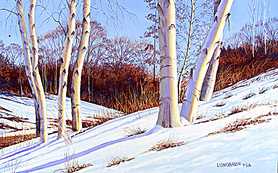 桦树,雪,下午,绘画