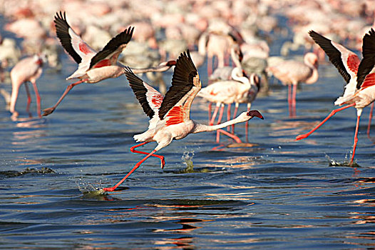 小红鹳,群,飞行,起飞,水,纳库鲁湖,肯尼亚
