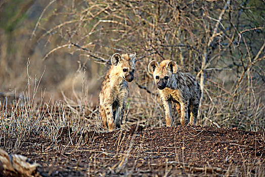 斑鬣狗,两个,小动物,警惕,好奇,兄弟姐妹,克鲁格国家公园,南非,非洲