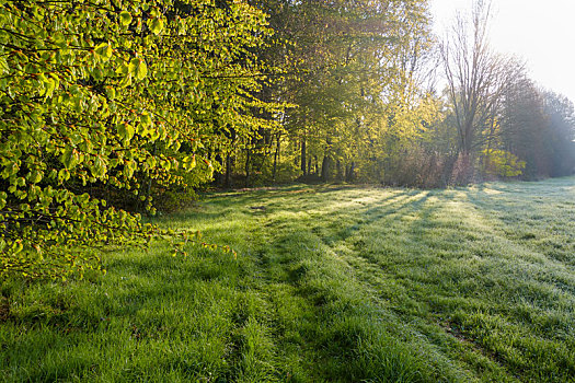 树林,草地,早晨,春天,奥登瓦尔德,黑森州,德国
