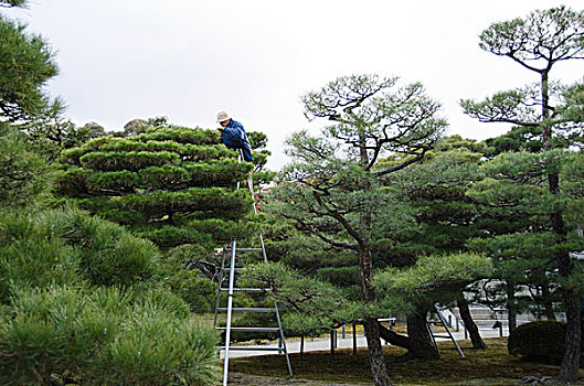 修剪,松树,日本