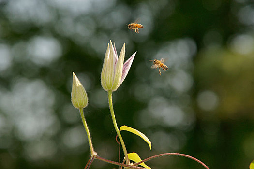 蜂与花