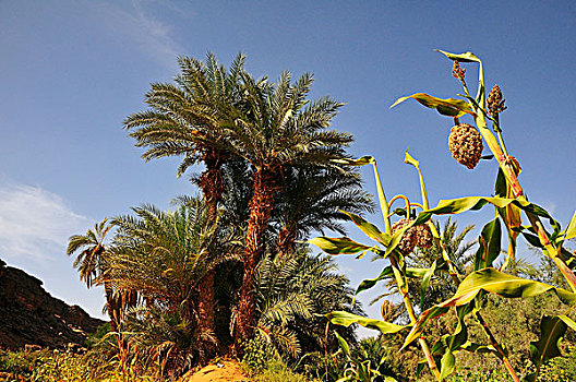 海枣,高梁,植物,绿洲,靠近,阿德拉尔,区域,毛里塔尼亚,非洲
