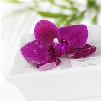 紫色,兰花,盘子,水