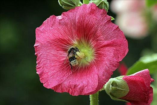 花,蜀葵,大黄蜂