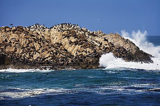 海狮,靠近,加利福尼亚,美国