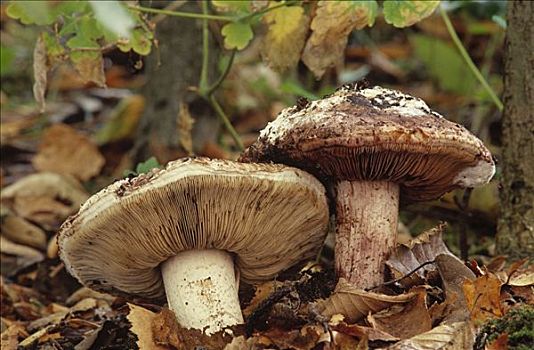 蘑菇,叶子,欧洲