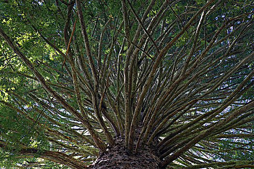 北美红杉,树,罗托鲁瓦,新西兰