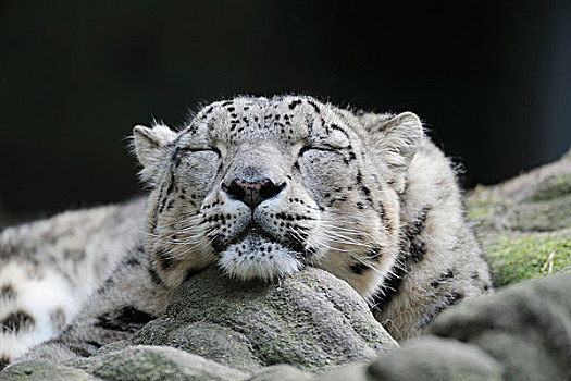 头像,睡觉,雪豹,大型猫科动物,动物园,纽伦堡,巴伐利亚,德国