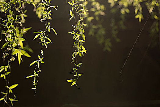 梦幻植物