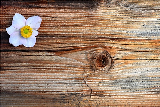 花,木头