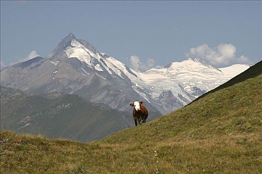 母牛,正面,国家公园,陶安,奥地利