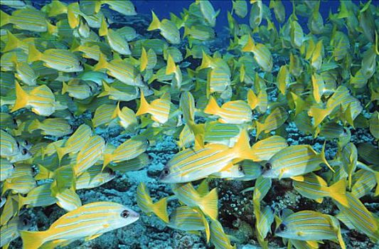 鱼群,四带笛鲷,阿里环礁,马尔代夫,印度洋