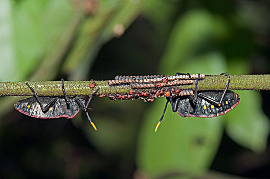 昆虫,一对,护理,幼兽,亚马逊河,厄瓜多尔