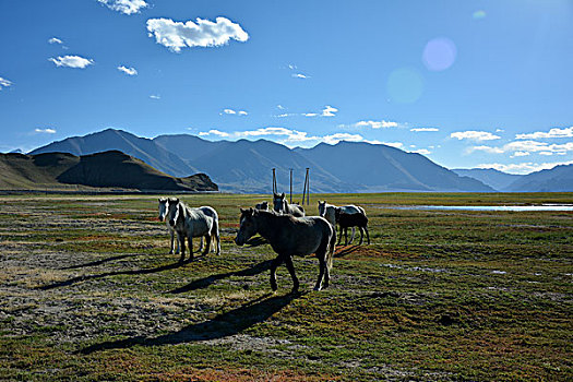 班公湖湿地