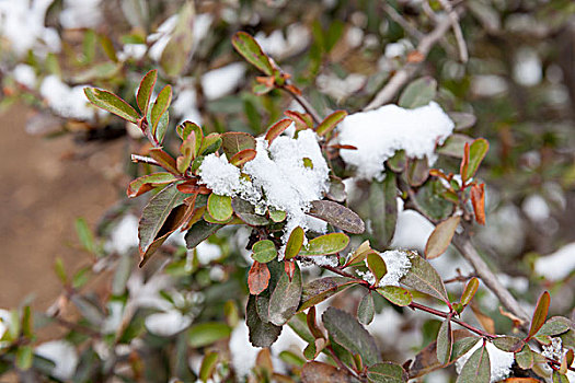 春雪,公园,植物园