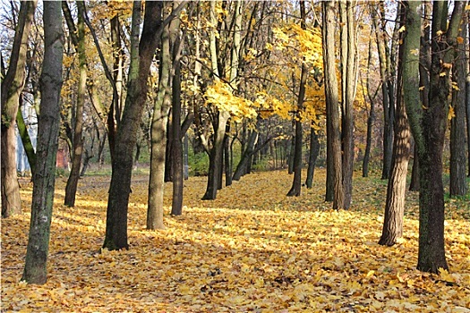 秋天,公园,树,叶子