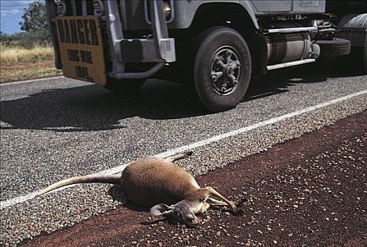 死,袋鼠,哺乳动物,有袋动物,杀死,交通,交通工具,卧,旁侧,道路,中心,澳大利亚,动物