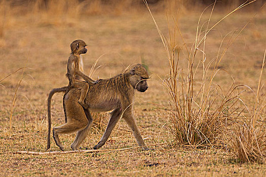 大狒狒,南卢安瓜国家公园,赞比亚
