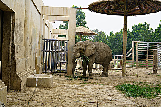 北京动物园非洲象
