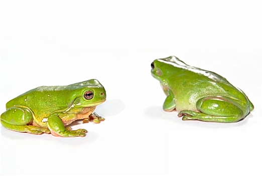两个,绿色,树蛙