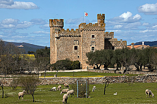 绵羊,草场,正面,城堡,康斯艾格拉,拉曼查,西班牙