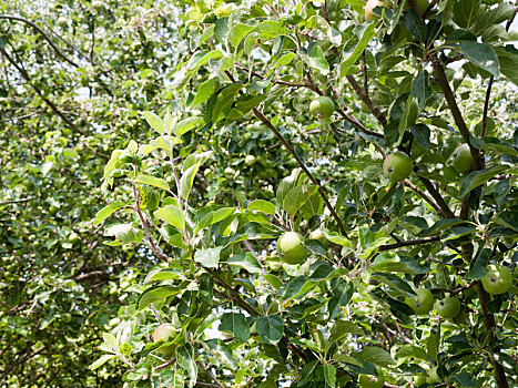 苹果树,户外,花园