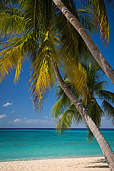 棕榈树,青绿色,水,海滩,大开曼岛,开曼群岛,西印度群岛