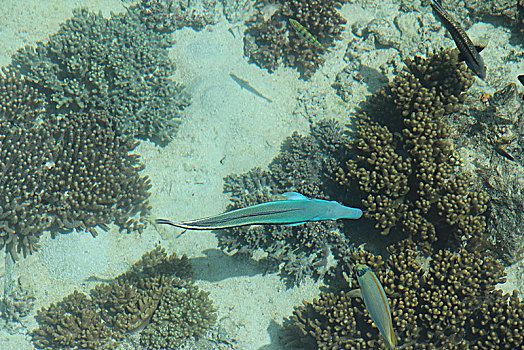 马来西亚沙巴卡帕莱度假村蓝色浅海鱼