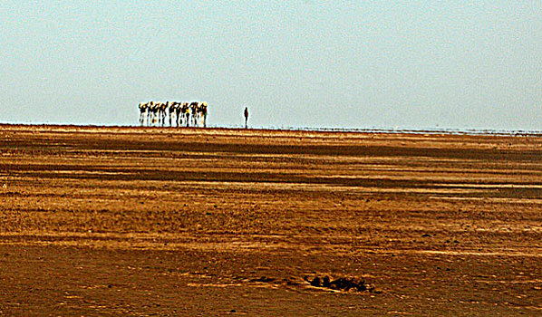 埃塞俄比亚,骆驼,驼队,湖