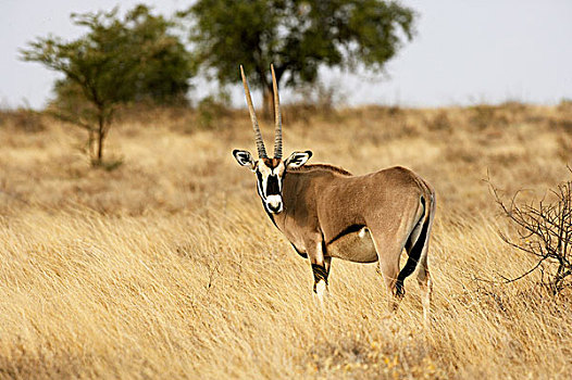 长角羚羊,成年,大草原,马赛马拉,公园,肯尼亚