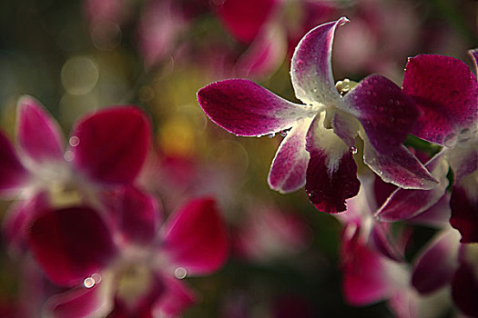 南山兰花节