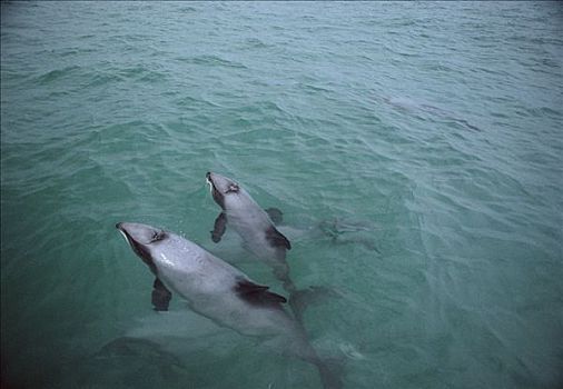 海豚,一对,平面,濒危,班克斯半岛,新西兰