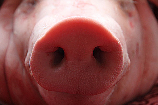 猪,鼻子