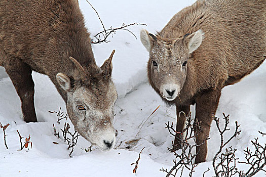 大角羊,母羊,羊羔,放牧,雪中,冰川国家公园,蒙大拿