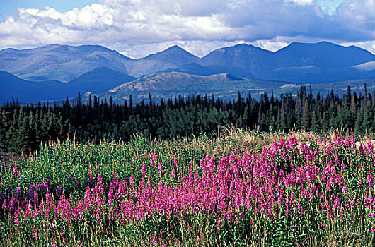 北美,加拿大,育空,杂草,花,靠近,克卢恩国家公园