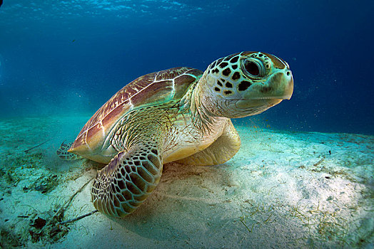 绿海龟,布桑加,菲律宾,亚洲