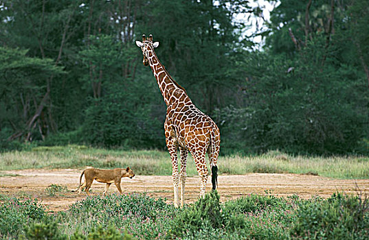 网纹长颈鹿,长颈鹿,狮子,公园,肯尼亚
