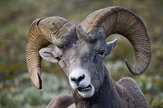 肖像,大角羊,靠近,阿萨巴斯卡冰川,碧玉国家公园,艾伯塔省,加拿大