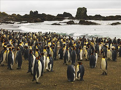 帝企鹅,生物群,麦夸里岛,澳大利亚,南极