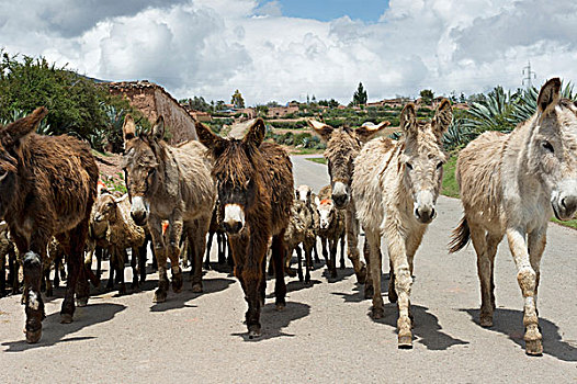 牧群,驴,走,向上,道路,圣谷,秘鲁