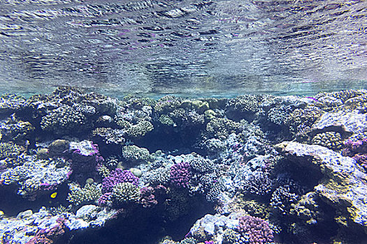 珊瑚礁,水面,热带,海洋,水下
