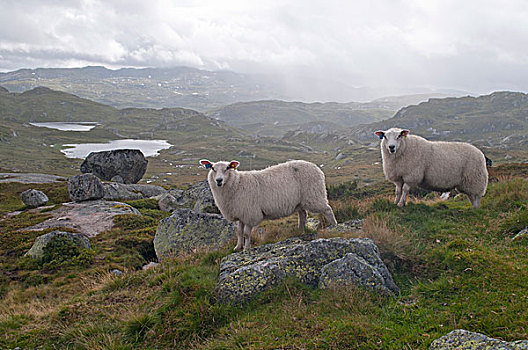 绵羊,高地,挪威,欧洲