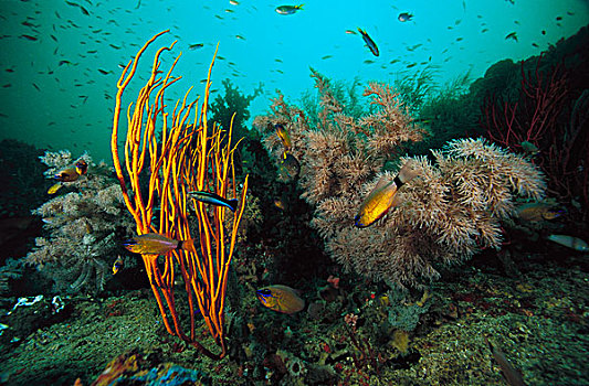 软珊瑚,黑色,珊瑚,印度尼西亚